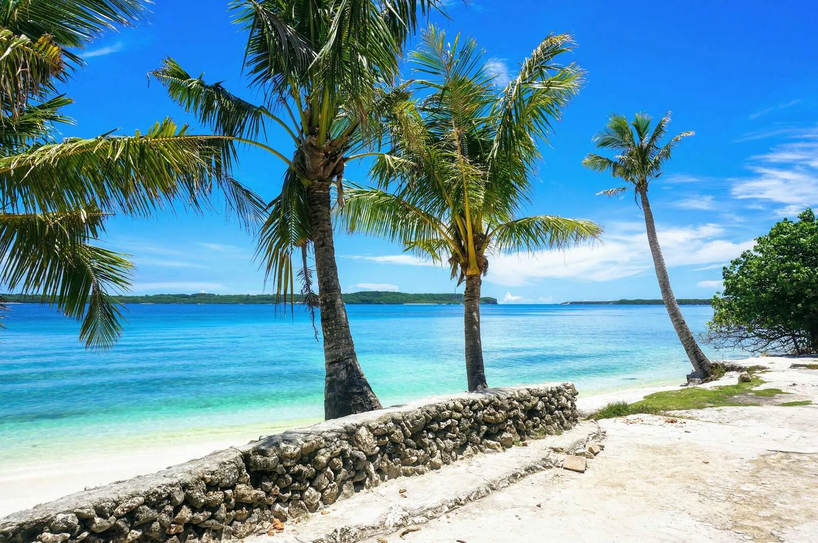 Palm trees leaning over a white coral wall and a turquoise bay on a sunny day